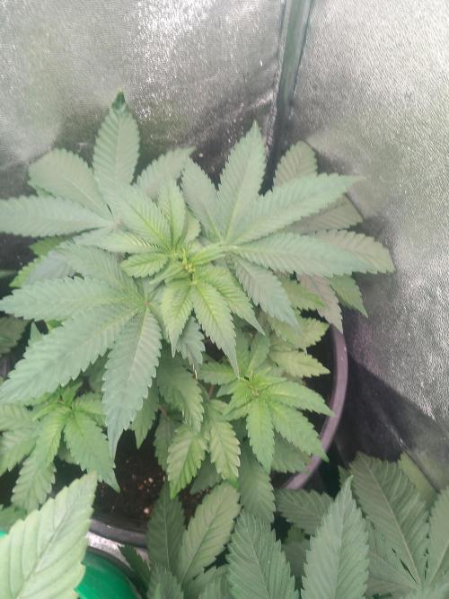 Test reg strains. Week 5 - Tart tatin 