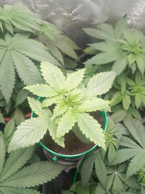 Test reg strains. Week 5 - Bubba island Kush 