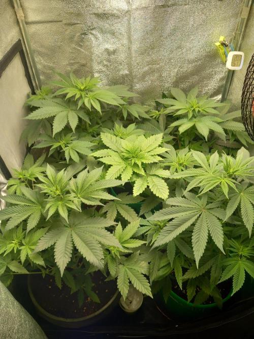 Test reg strains. Week 6