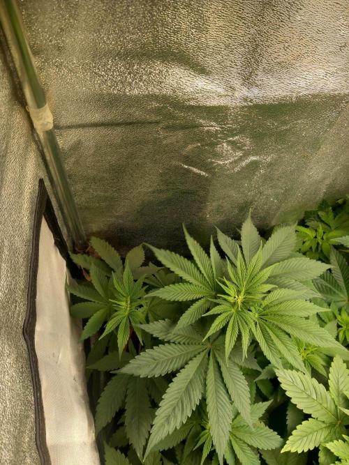 Test reg strains. Week 6