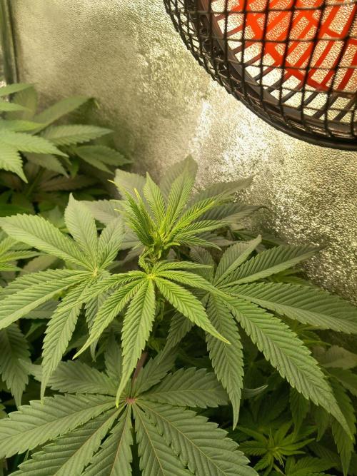 Test reg strains. Week 6