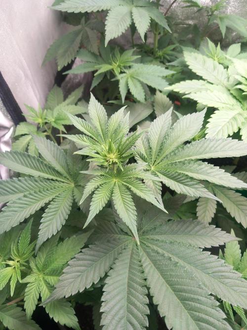 Test reg strains. Week 6