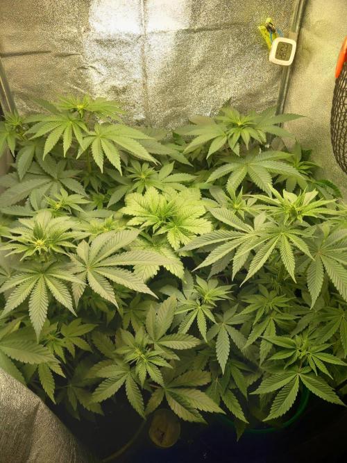 Test reg strains. Week 7