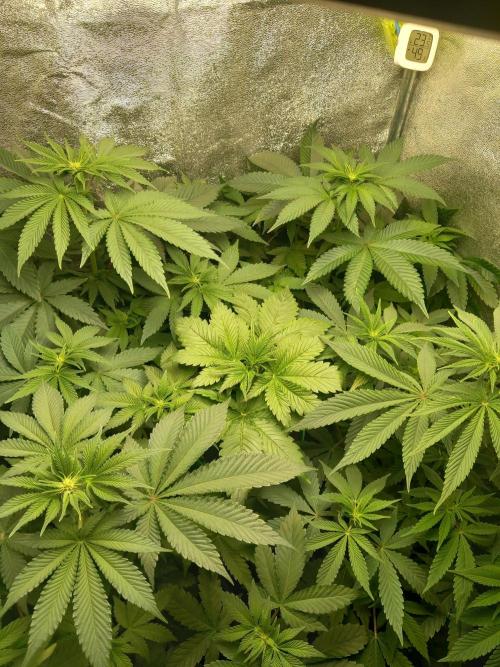 Test reg strains. Week 7