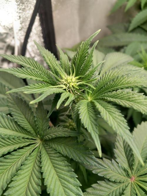 Test reg strains. Week 7 - 3menda