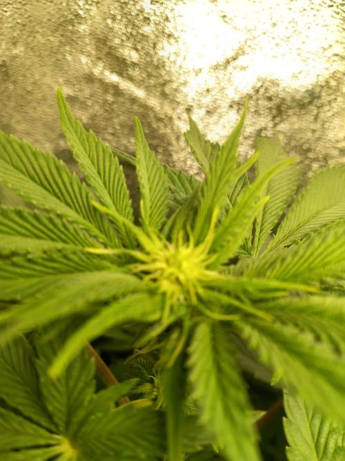 Test reg strains. Week 7 - 3menda 