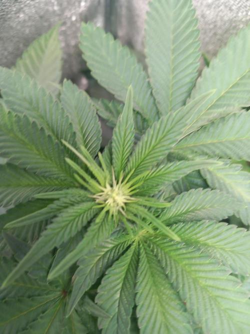 Test reg strains. Week 7 - Tart tatin 