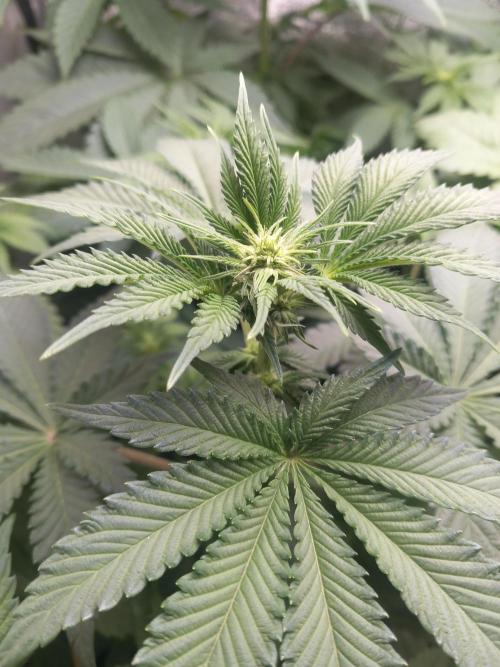 Test reg strains. Week 7