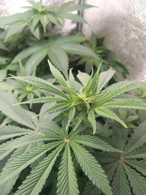 Test reg strains. Week 7