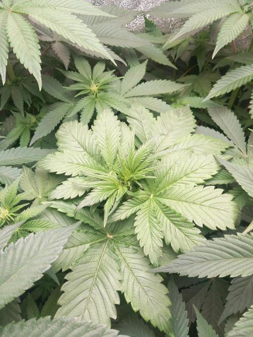 Test reg strains. Week 7 - Bubba island Kush 