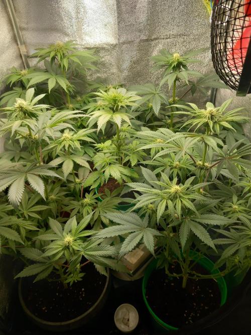 Test reg strains. Week 8