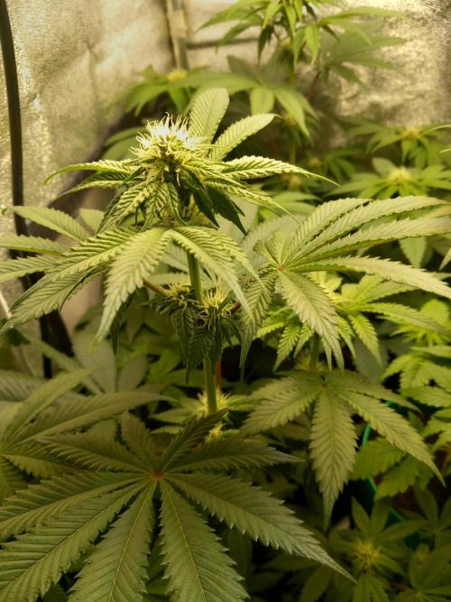 Test reg strains. Week 8 - 3menda 