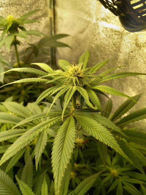 Test reg strains. Week 8 - 3menda 