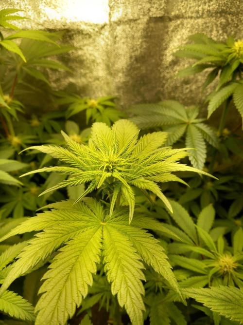 Test reg strains. Week 8 - Bubba island Kush 