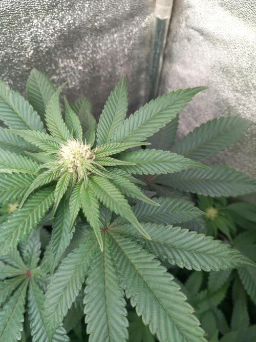 Test reg strains. Week 8 - Tart tatin 
