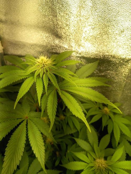 Test reg strains. Week 8 - 3menda 