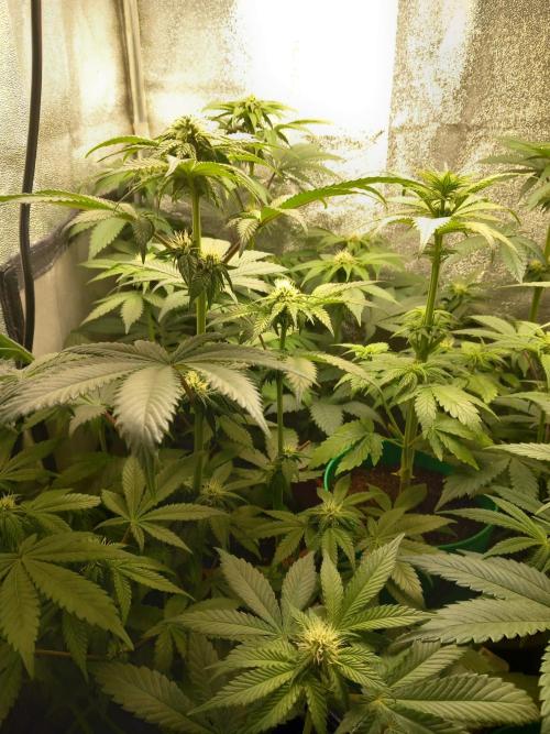 Test reg strains. Week 8