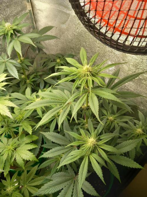 Test reg strains. Week 8