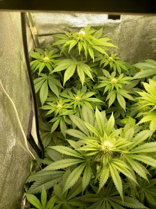 Test reg strains. Week 8