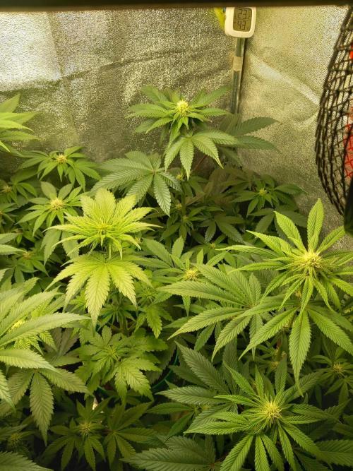 Test reg strains. Week 8