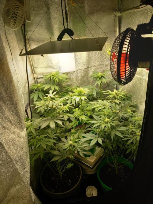 Test reg strains. Week 8