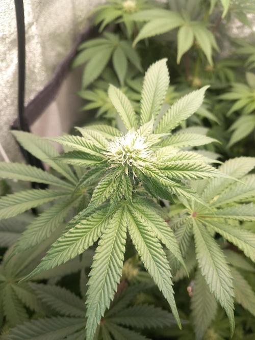 Test reg strains. Week 8 - 3menda 