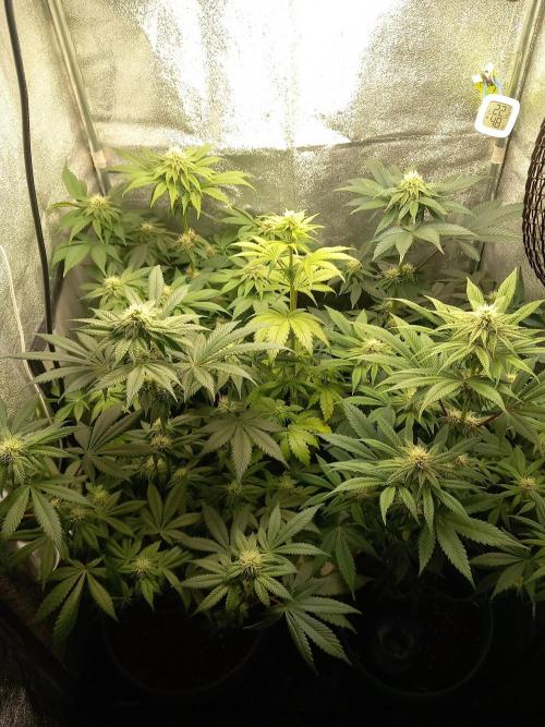 Test reg strains. Week 9