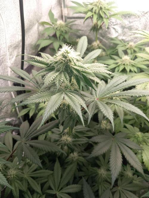 Test reg strains. Week 9 - 3menda 