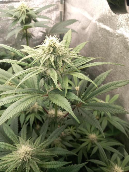 Test reg strains. Week 9 - 3menda 