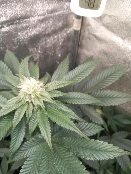 Test reg strains. Week 9 - Tart tatin 