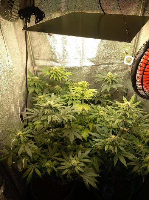 Test reg strains. Week 9