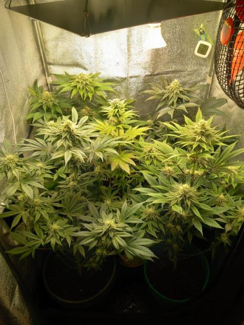 Test reg strains. Week 10