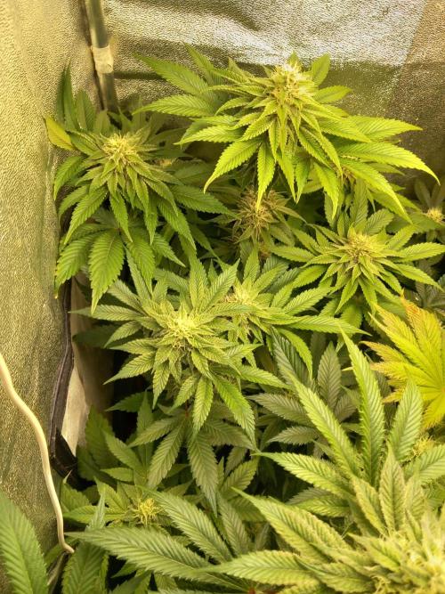 Test reg strains. Week 10