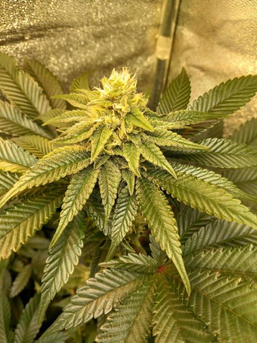 Test reg strains. Week 10