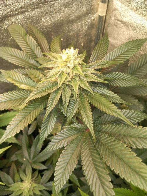 Test reg strains. Week 10