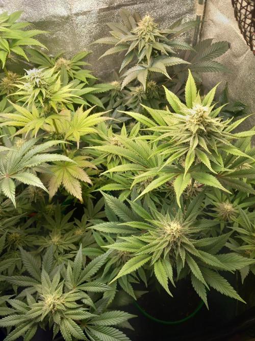 Test reg strains. Week 10