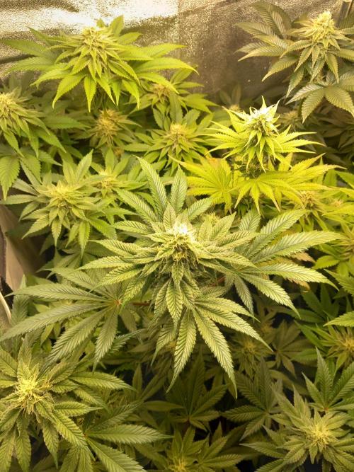 Test reg strains. Week 10