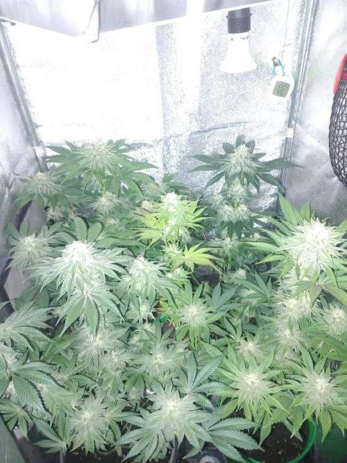 Test reg strains. Week 11