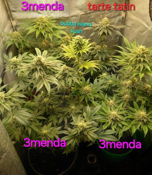 Test reg strains. Week 11