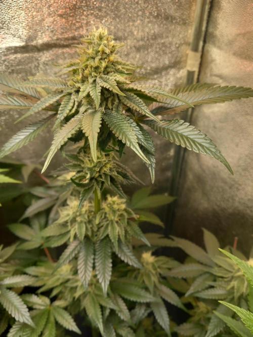 Test reg strains. Week 11