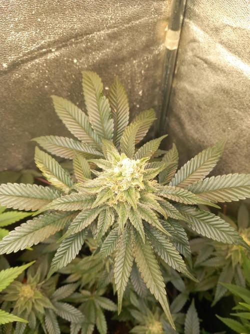 Test reg strains. Week 11