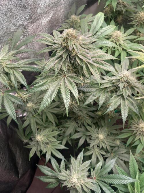 Test reg strains. Week 11