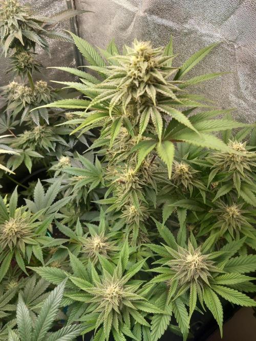 Test reg strains. Week 11