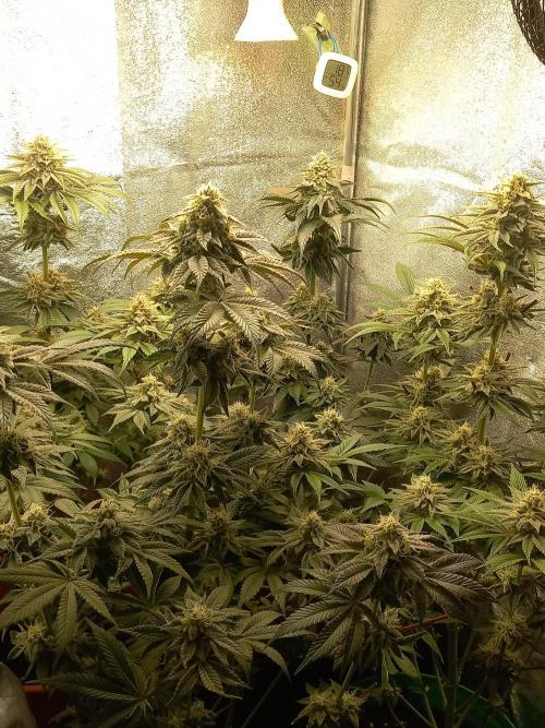 Test reg strains. Week 12