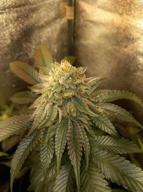 Test reg strains. Week 12 - Tarte tatin