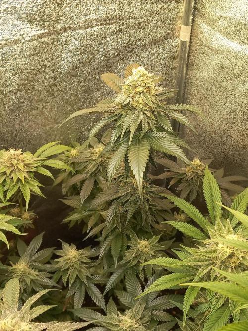 Test reg strains. Week 12 - Tarte tatin 