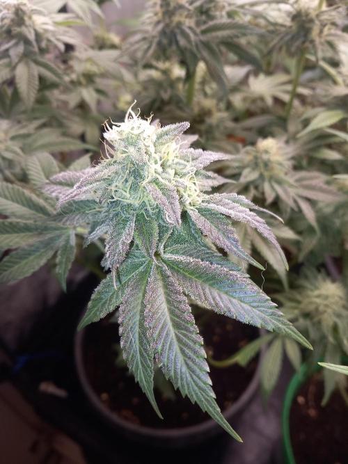 Test reg strains. Week 12 - 3menda 