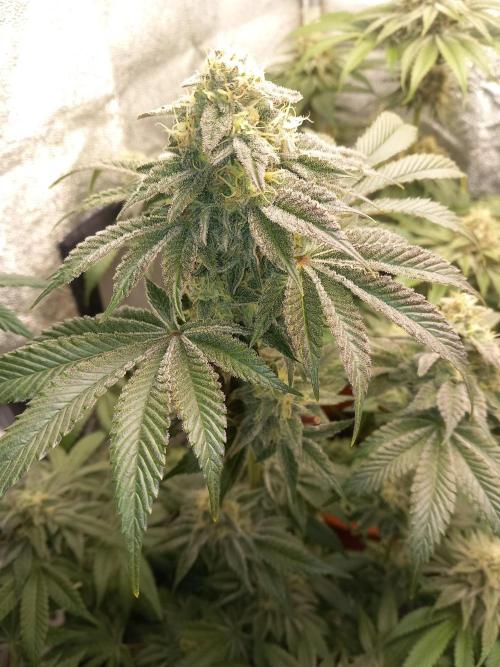 Test reg strains. Week 12 - 3menda 