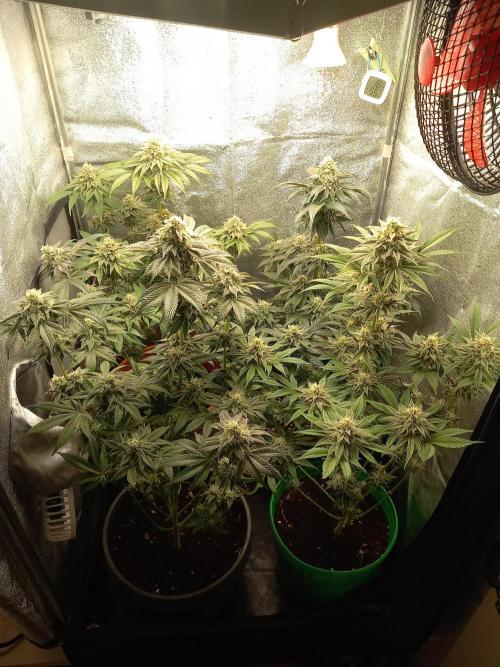 Test reg strains. Week 12