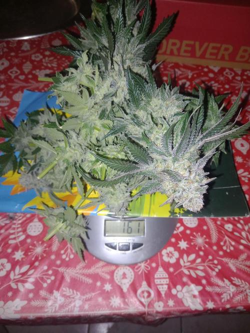 Test reg strains. Week 13